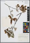 Foto von Salix appendiculata Vill.
